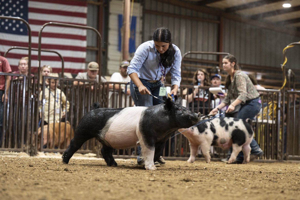 Changed gears this week! Instead of being at the softball field, I was showing my animals at the Washington County Fair! Grand Champion Market Hog.  Love being able to show my animals at the County, District and State Level during off-season.