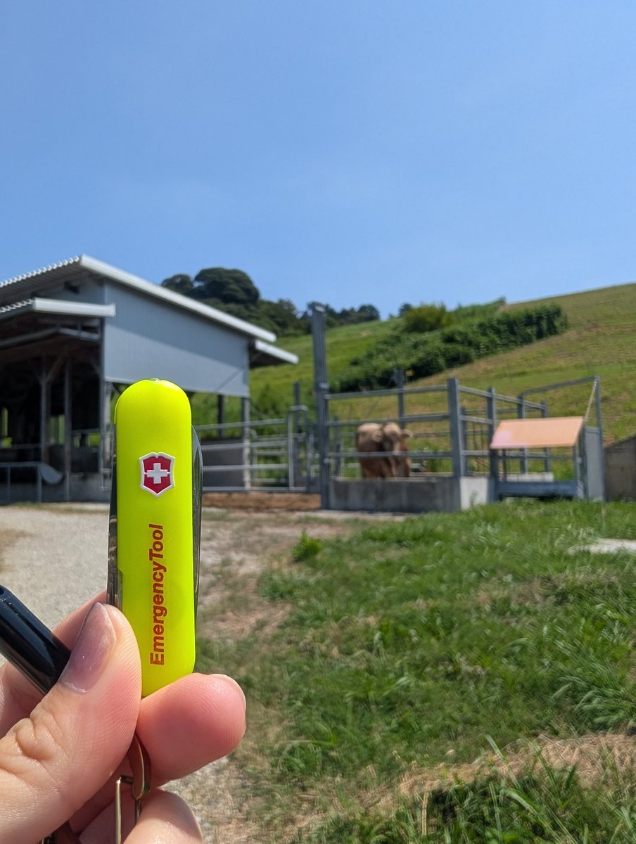 【タイムリミットまで約1時間半】
ビクトリノックスのエマージェンシーツール　シグネチャーライトが当たる抽選締切は本日23:59‼️

ちなみに、珍しいブラウンスイス牛を見つけたのでスイスといえばビクトリノックス！ということで一緒に撮ってみました🐮