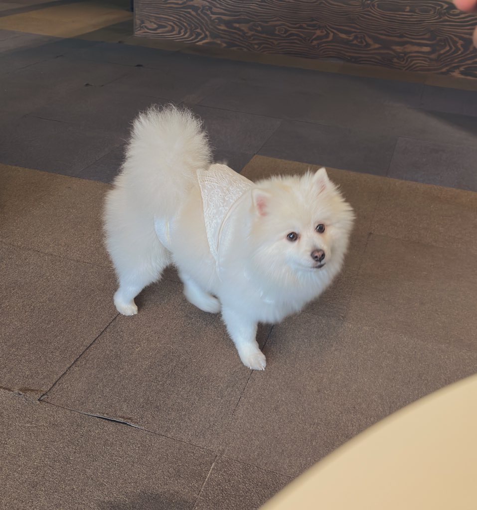 이집 강아지가 참 귀여운디