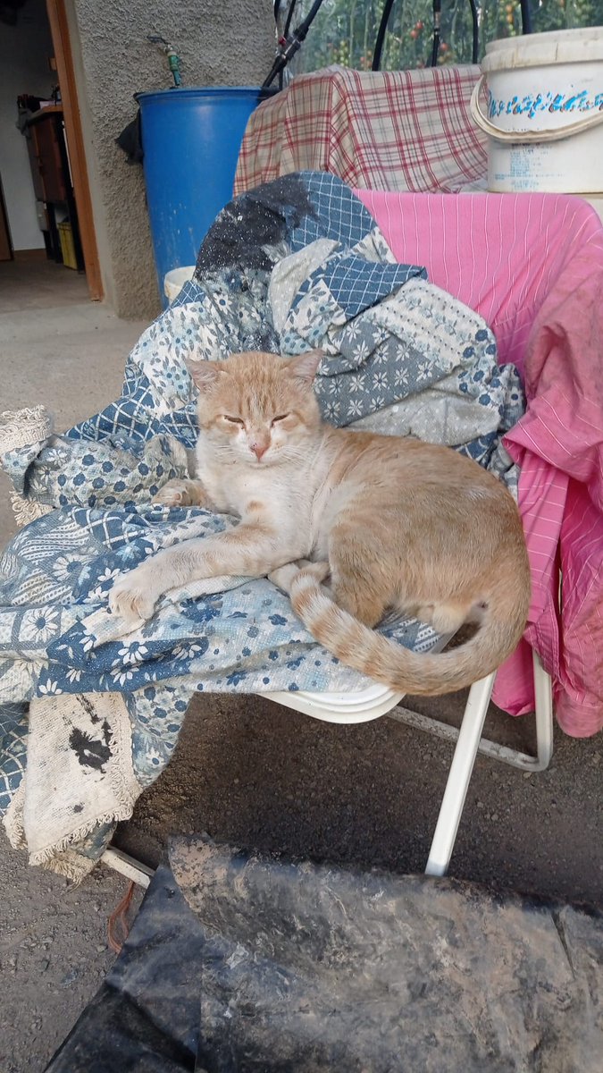 Felidaex tweet media