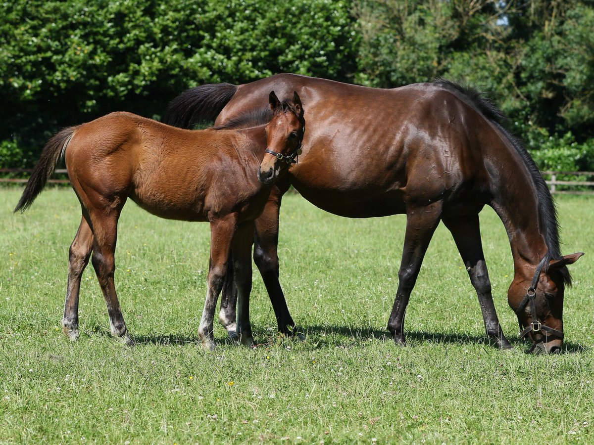 AgaKhanStuds's tweet photo. ๐ Stakes winning mare #Rayisa has been in the spotlight recently as the dam of:
๐ Listed winning 3yo #Rayevka, also third in the Gr.1 Commonwealth Cup
๐ Group winning 2yo #Rayif
She foaled a strong #Vadeni colt earlier this year. ๐ธ
#MareMonday #FoalWatch #RPFoalGallery https://t.co/zgEKWmBZlN