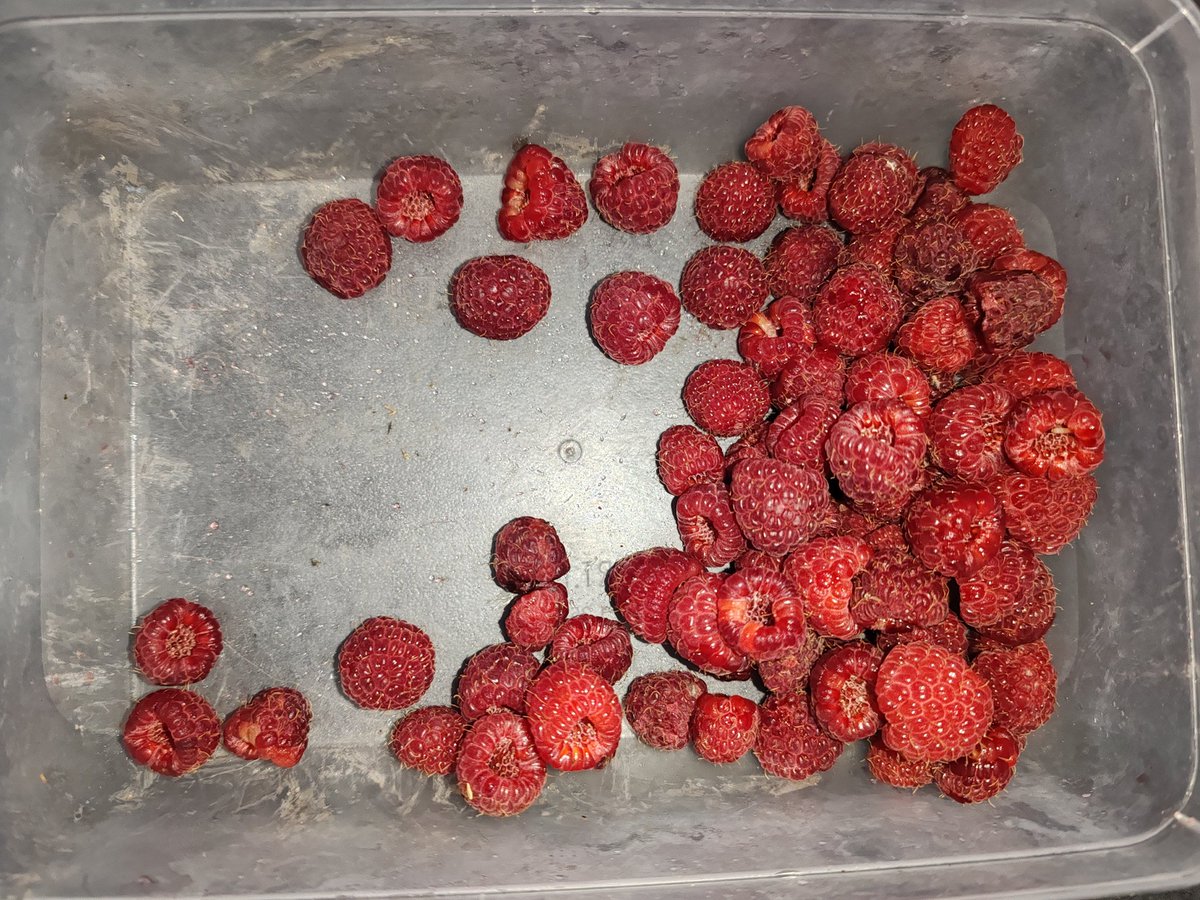 Récolte du jour ! Très diversifiée avec des fruits du verger et des légumes glanés. La paille c'était pour séparer les légumes des fruits. Et en sus une bonne irritation au suc de clématite en voulant désherber cette horrible liane invasive.