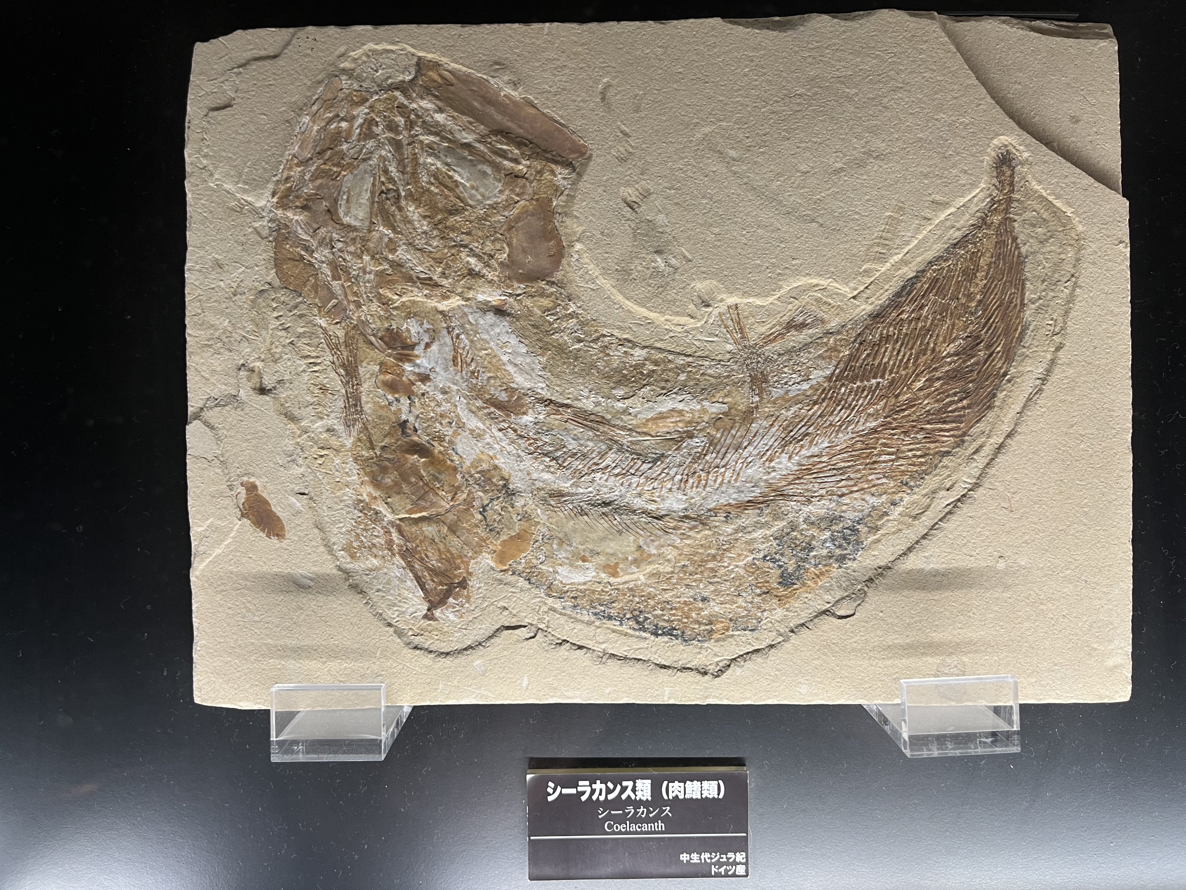 古玩・ギリシャ「アルカディア地方発掘・女神頭部」ペロポネソス半島・発掘出土・残欠 古玩・ギリシャ「アルカディア地方発掘・女神頭部」ペロポネソス