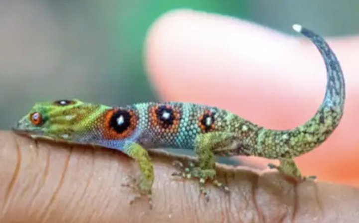 sheepinstitches's tweet image. Just choosing the colours for this project is like a magical embroidery pick 'n mix 😊
#handembroidery
#frenchknots
#gecko
#endangeredspecies
