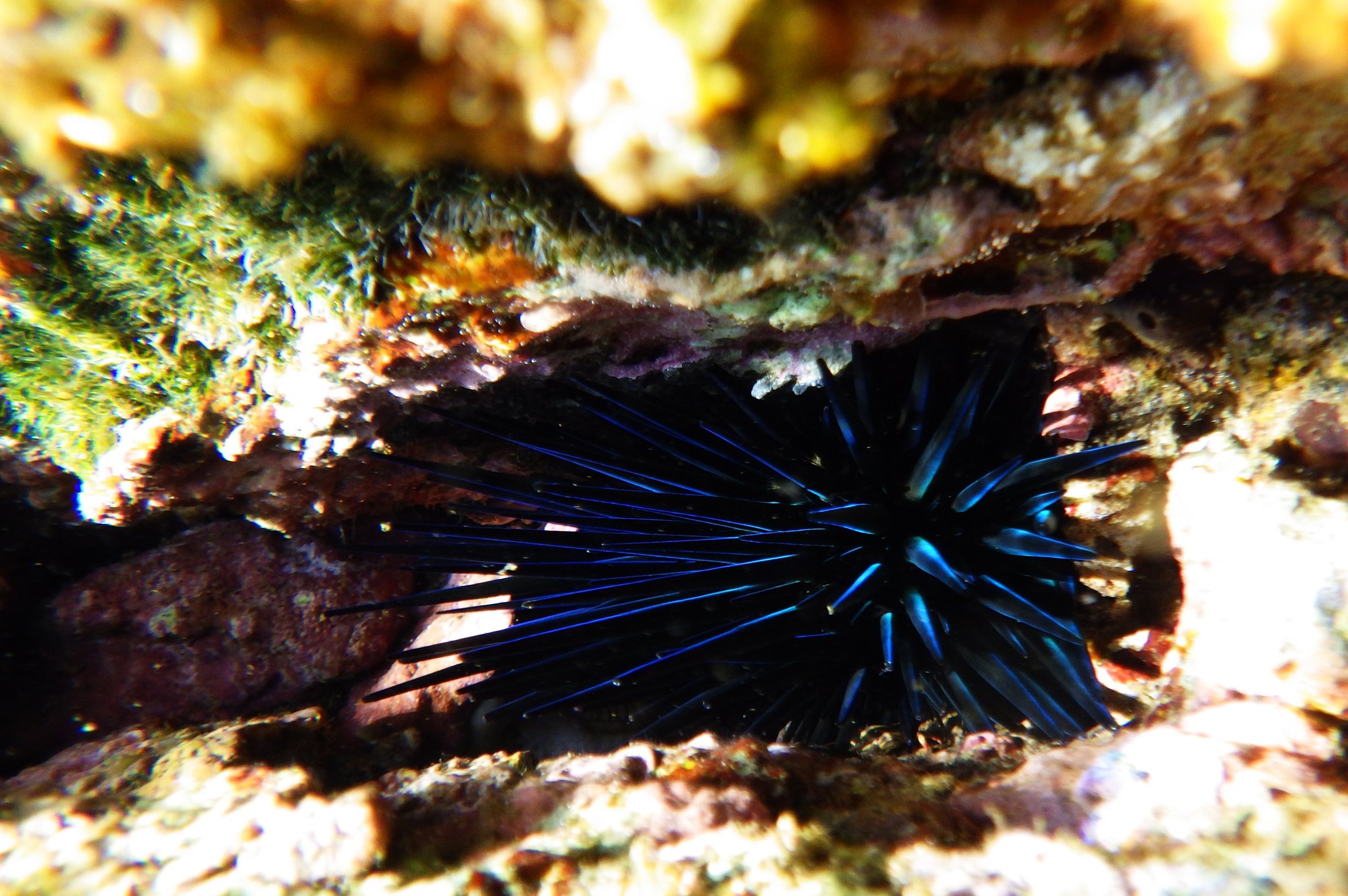 Microcyphus rousseaui　ウニ　殻　大 Microcyphus rousseaui ウニの殻 - メルカリ