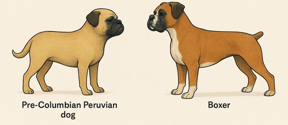 DogsHistorian's tweet photo. Humans shape dogs. Across time and continents, we’ve selected similar traits for similar roles. The result? Morphological echoes—like a boxer in pre-Columbian Peru. #AncientDogs #DogDomestication https://t.co/4VhfCTmWNw