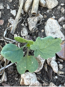 NichinoUK's tweet image. #CSFB Trial Update – H S Thirsk, Yorkshire 🚜

In partnership with @HutchinsonsAgUK, we’ve kicked off the first applications in our #OilSeedRape trial focused on Cabbage Stem Flea Beetle (CSFB) control - and we're already seeing some exciting early signs.

First applications have