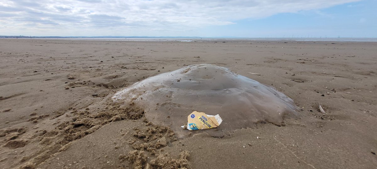 SteveMulville's tweet photo. The depressing but sad irony of a discarded Penguin🐧 wrapper lodged in the Jellyfish 🪼 on Crosby beach at outgoing tide 🌊
The #scruffs as I call them have no respect for themselves and no regard for the catastrophic consequences of their actions on Marine life 🐚🪸🦑
#Litter https://t.co/nMLeeJnw6S