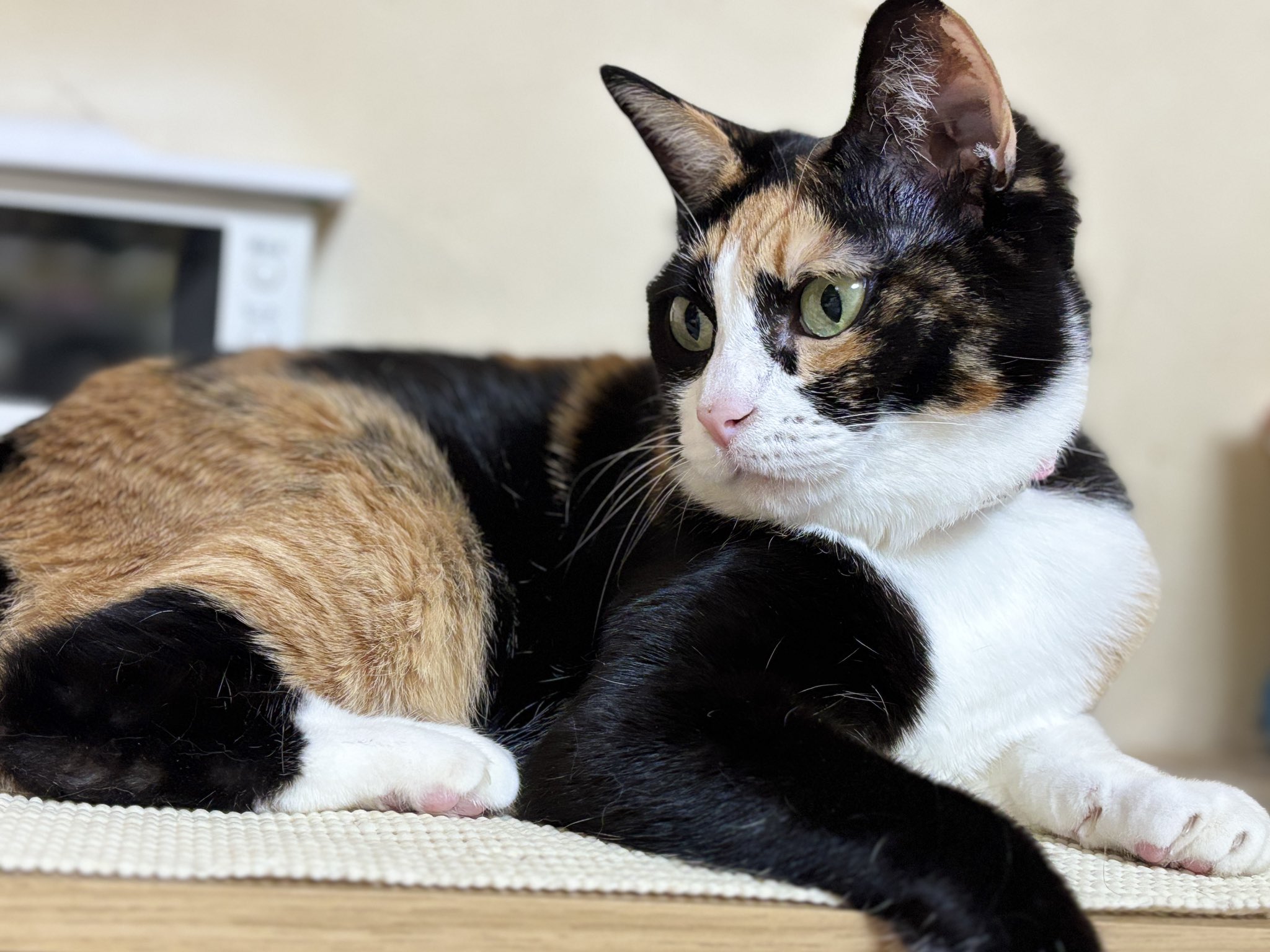 * vintage cat ❀ チリンとなる鈴と一緒 かわいいネコちゃん 楽天市場】choo choo cat ぬいぐるみ 内藤デザイン研究所 赤