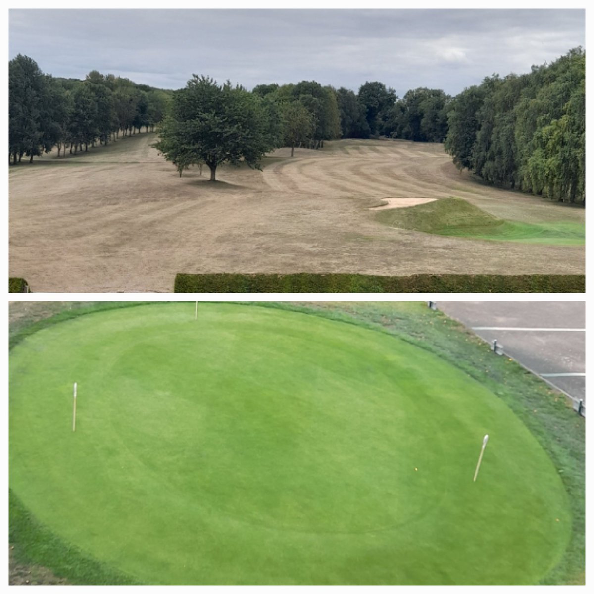 Next to no rain for a month firm and fast, greens has a sarrel roll, brush,cut and roll today