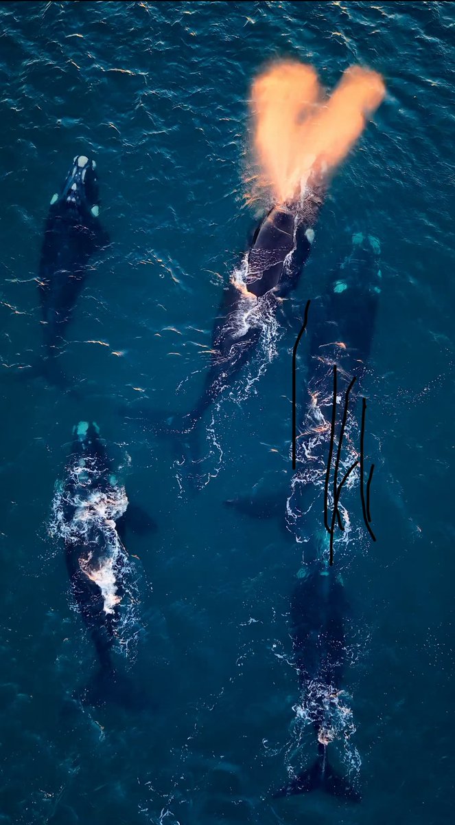 maxi jonas tweet media