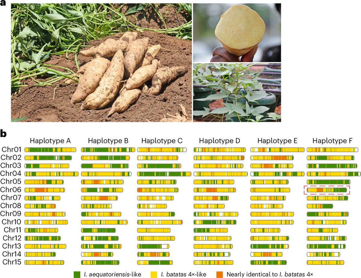 MercyKitavi's tweet photo. Decoding the complexity of the hexaploid sweet potato genome. https://t.co/Gm8nYYNdbj
a, storage roots and plants of the sweet potato variety ‘Tanzania’. b. Chromosome maps displaying ancestral origins across the 90 chromosomes found in ‘Tanzania’. Wu, S. et al. https://t.co/Ga30BzPBku
