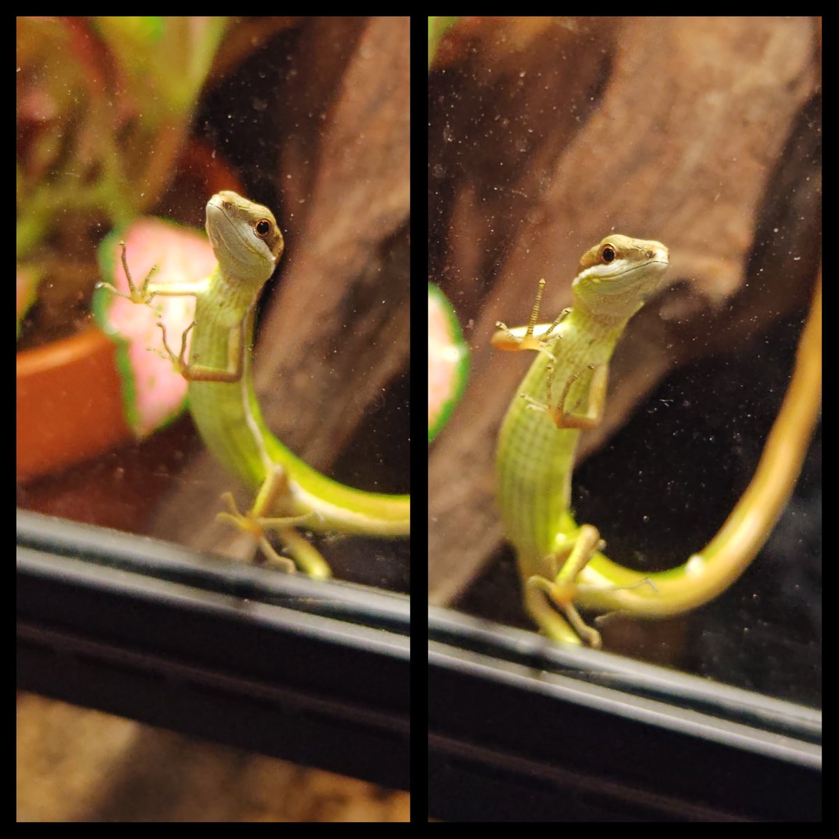 Kou_livingthing's tweet photo. Bon Dance
#アオカナヘビ “奄美大島” ♂
#takydromussmaragdinus #takydromus
#greengrasslizard #lizard #herptiles
#爬虫類 #爬虫類がいる生活
#トカゲ #トカゲのいる生活 https://t.co/yZJnNkqqU3