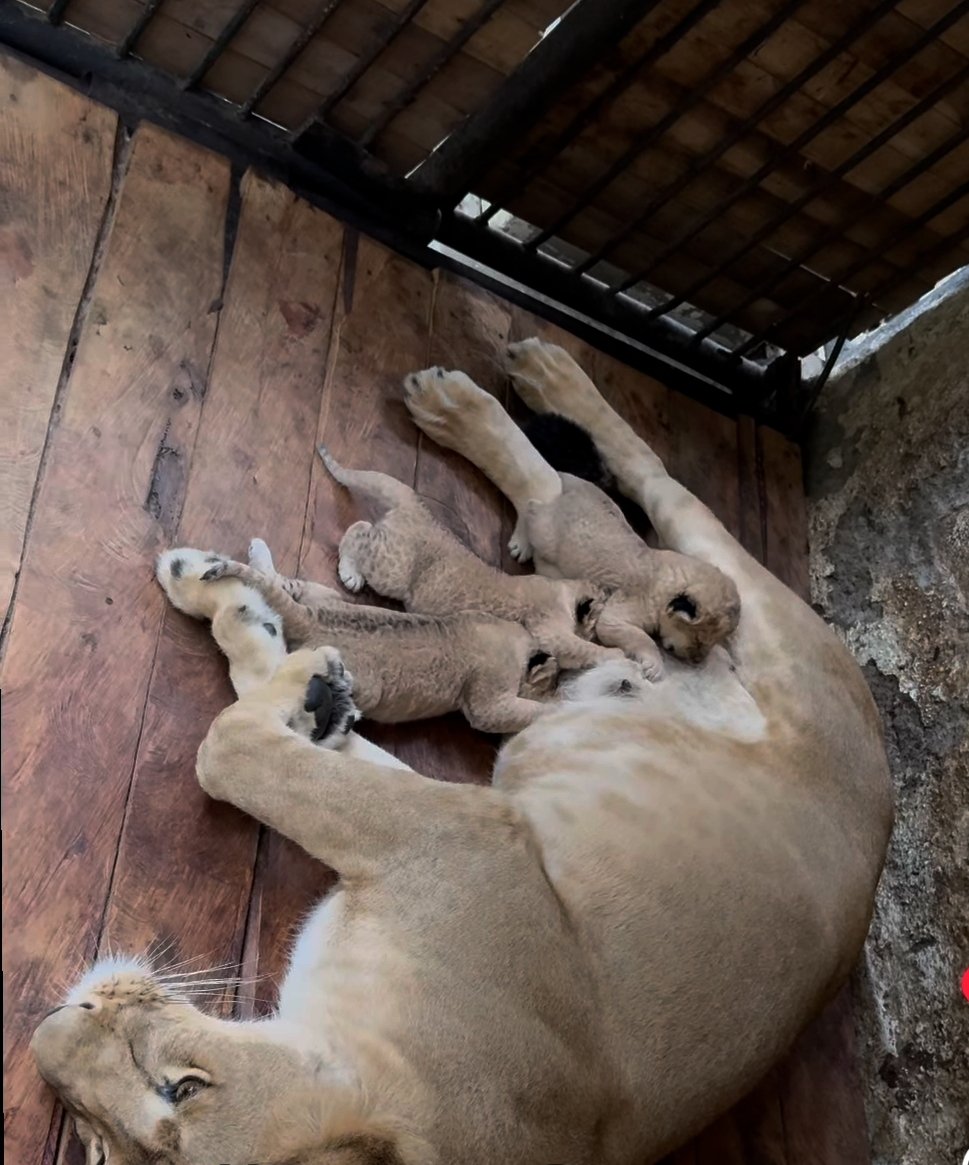 RobertLobo_'s tweet photo. Una bonita noticia 😍 El Zoológico Chorros de Milla, en Mérida, informó el nacimiento en las últimas horas de tres leoncitos. Los cachorros son hijos de Murachi y Carú. 
"Las crías están bajo observación las 24 horas y se ha creado un cerco para dar tranquilidad a la madre". ❤️ https://t.co/5AMTG0XACP