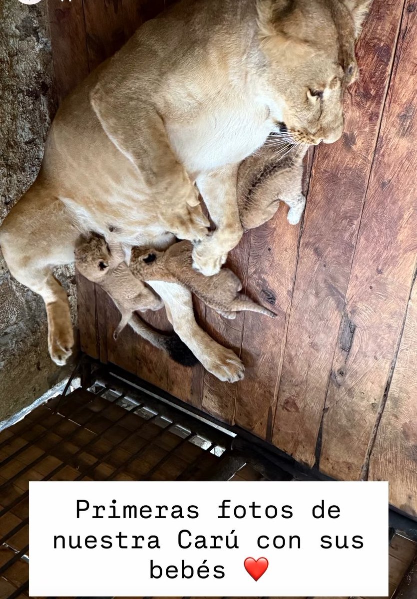 RobertLobo_'s tweet photo. Una bonita noticia 😍 El Zoológico Chorros de Milla, en Mérida, informó el nacimiento en las últimas horas de tres leoncitos. Los cachorros son hijos de Murachi y Carú. 
"Las crías están bajo observación las 24 horas y se ha creado un cerco para dar tranquilidad a la madre". ❤️ https://t.co/5AMTG0XACP