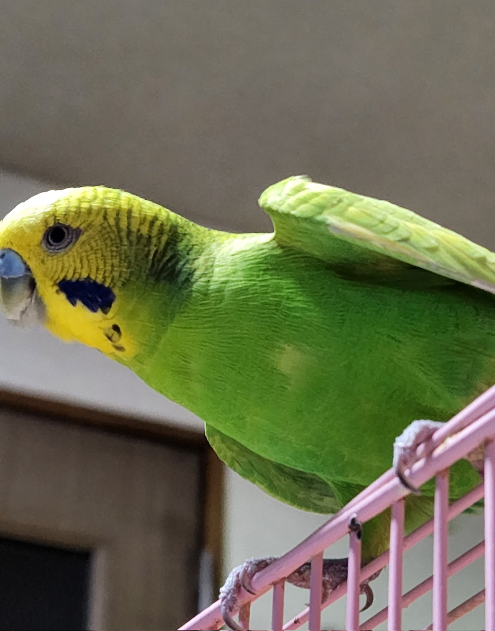 ◆インコ◆ sekisei az on X: 