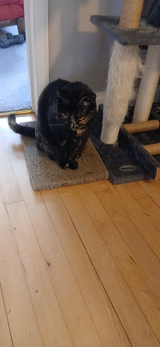My cat has been sleeping on a jumper i left in my studio all week, today I had to commit a hate crime and retrieve it from under her :(