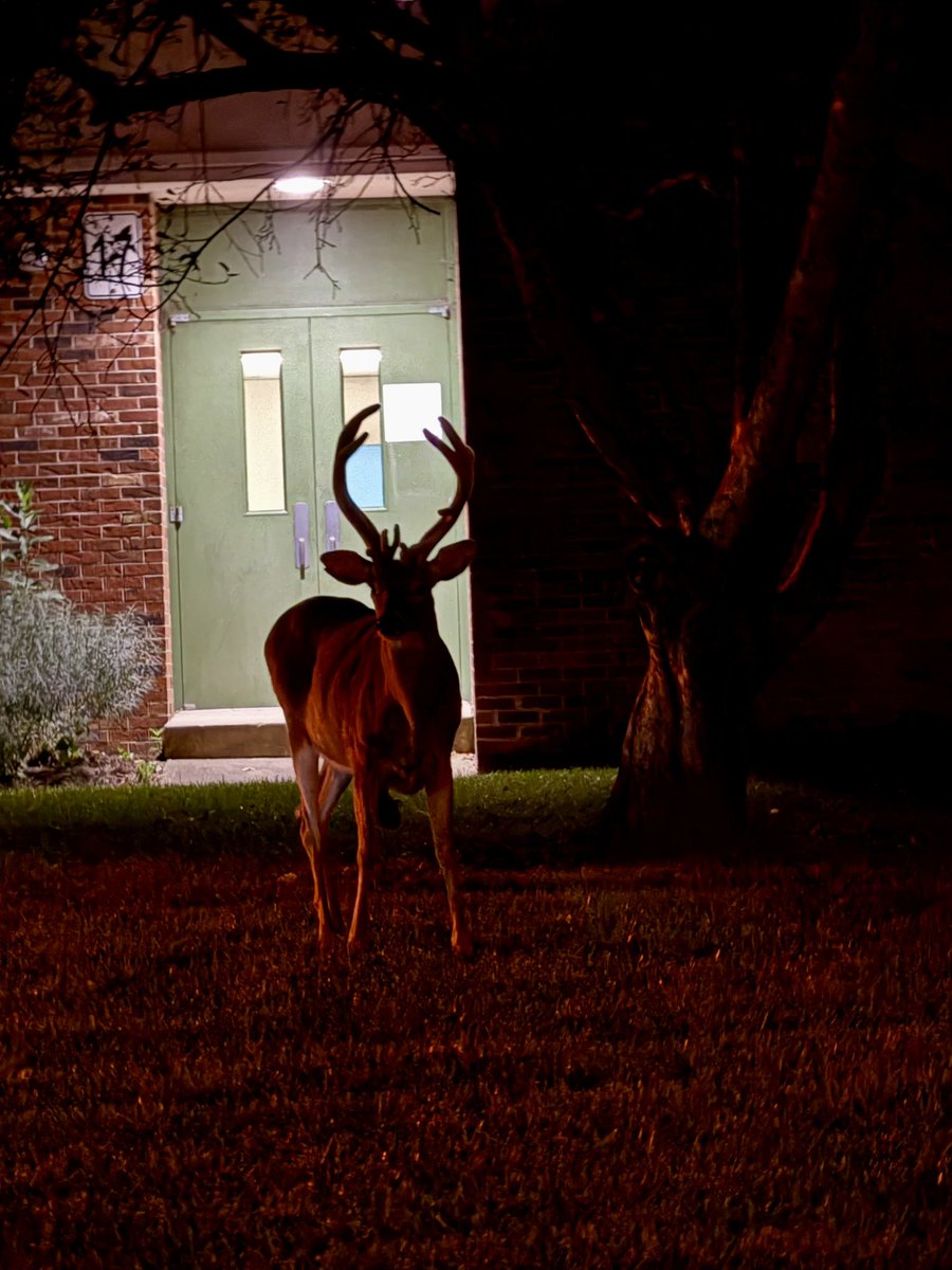 While our newest visitor may be fawning over our new school year, we bet you a buck our owls are really…deer-ly loved!  #wesway #punny #sorrynotsorry