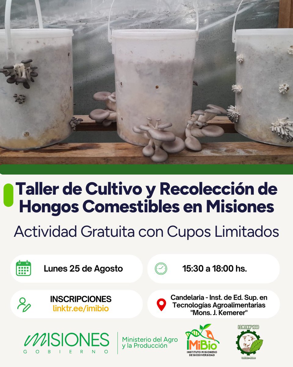 Instituto Misionero de Biodiversidad (@imibiomisiones) on Twitter photo 🍄  Como parte de las actividades de la Mesa de la Funga Misionera, este lunes 25/8 llega un nuevo Taller de Cultivo y Recolección de Hongos, en Candelaria. 
👩🏽💻Para participar inscribirse en nuestro linktr.ee/imibio en IG
#SomosBiodiversidad #hongos #fungamisionera #funga 🍄  Como parte de las actividades de la Mesa de la Funga Misionera, este lunes 25/8 llega un nuevo Taller de Cultivo y Recolección de Hongos, en Candelaria. 
👩🏽💻Para participar inscribirse en nuestro linktr.ee/imibio en IG
#SomosBiodiversidad #hongos #fungamisionera #funga