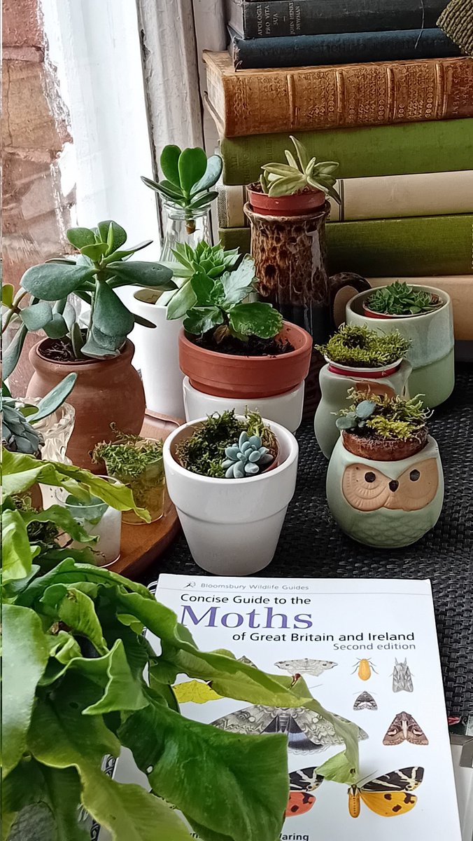 SanjeePerera1's tweet photo. That escalated quickly...
#Succulent #propogation #moss #InAnOldVictorianVicarage https://t.co/uHTP9P9Tkz