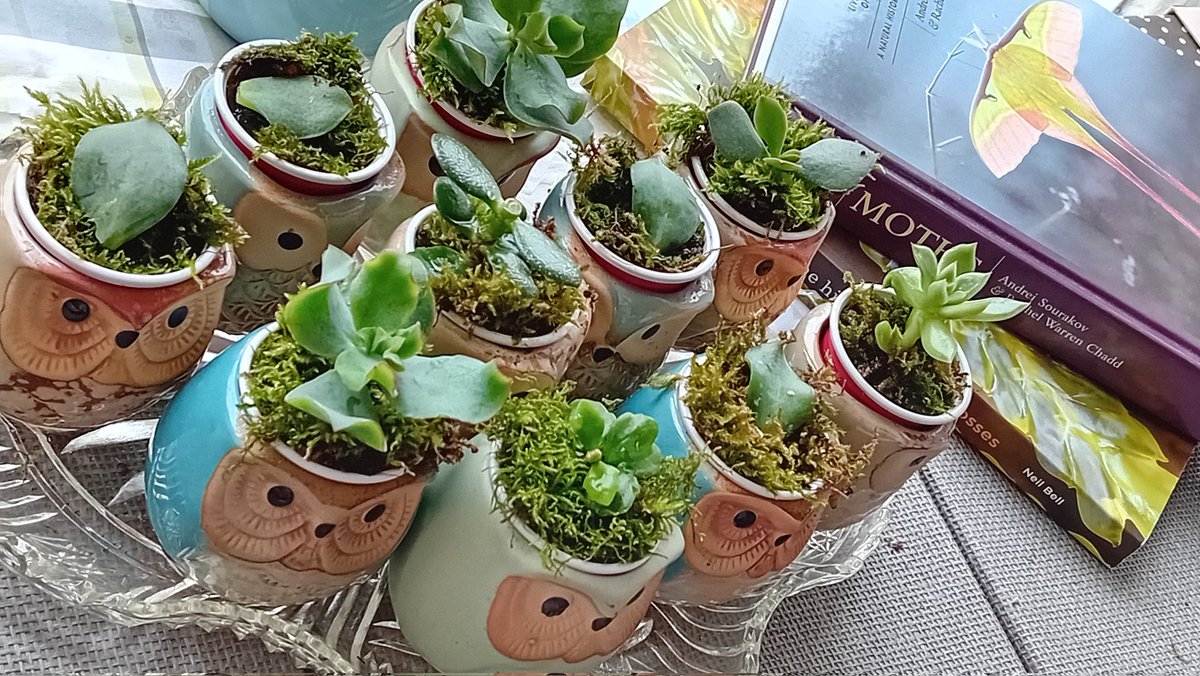 SanjeePerera1's tweet photo. That escalated quickly...
#Succulent #propogation #moss #InAnOldVictorianVicarage https://t.co/uHTP9P9Tkz