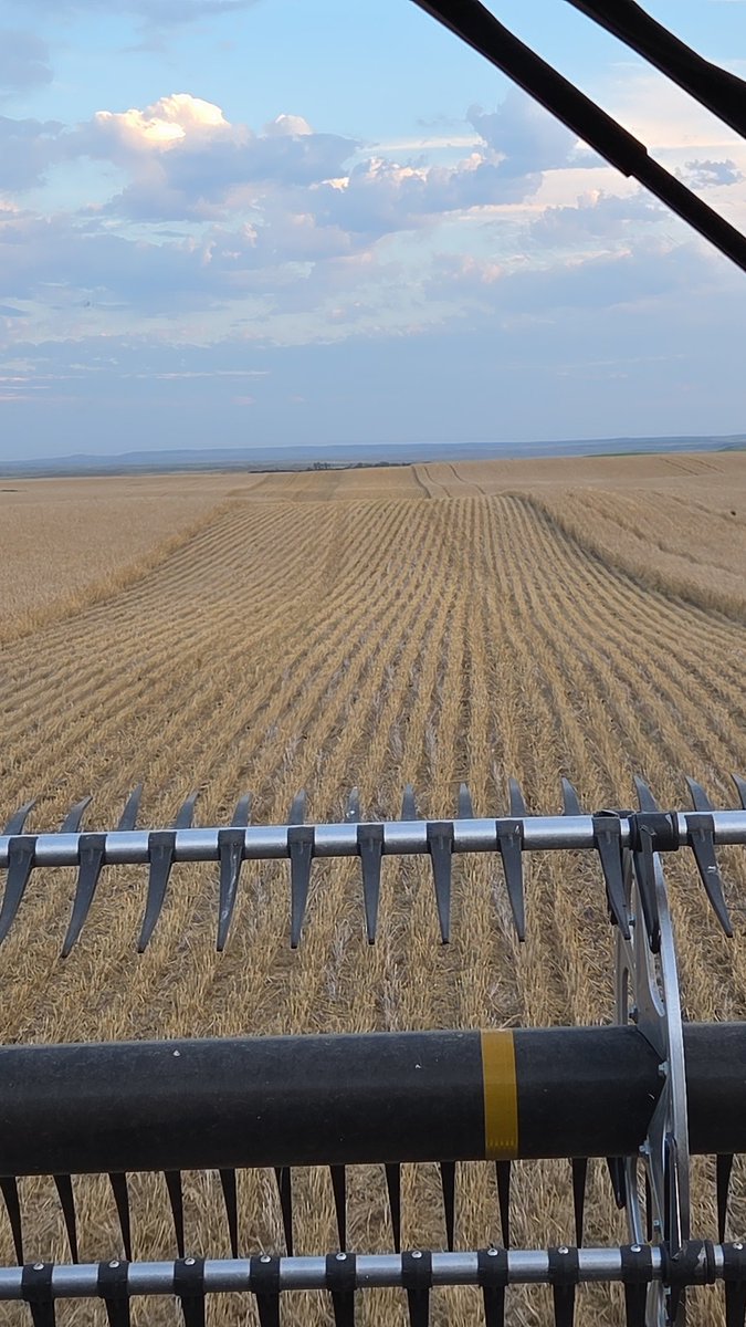 Harvest has finally started in 71.  One of the latest starts we have had.   Late rains, regrowth and weeds.   The story of the year.  Barley on some new land with fantastic straw cover !!    👌