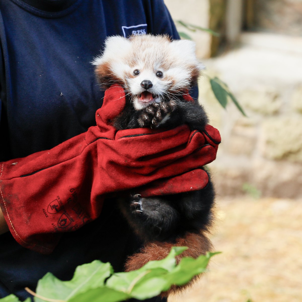 Edinburgh Zoo (@edinburghzoo) on Twitter photo Good news 🔔
After Roxie the baby red panda sadly died last bonfire night, very likely due to stress from fireworks, <a href="/Edinburgh_CC/">The City of Edinburgh Council</a> have created a fireworks exclusion zone around the zoo!
Firework exclusion zones are an important step to protect animals in zoos, pets, livestock Good news 🔔
After Roxie the baby red panda sadly died last bonfire night, very likely due to stress from fireworks, <a href="/Edinburgh_CC/">The City of Edinburgh Council</a> have created a fireworks exclusion zone around the zoo!
Firework exclusion zones are an important step to protect animals in zoos, pets, livestock