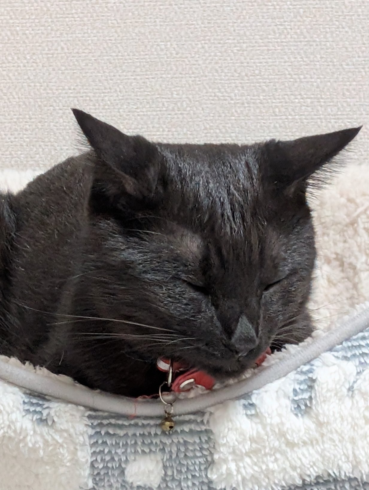 鳥猫 on X: 