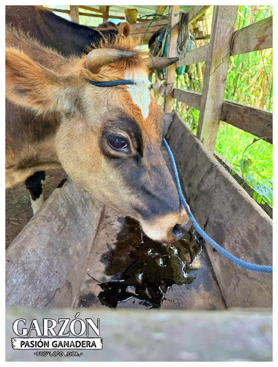 🐄🌱 Alimentar bien a nuestros bovinos es invertir en salud y productividad.
Una nutrición balanceada garantiza animales fuertes, carne y leche de calidad y una ganadería más sostenible 💪🥛🥩. 
<a href="/Fedegan/">FEDEGAN</a> <a href="/jflafaurie/">José Félix Lafaurie</a> 
#GanaderíaColombiana #NutriciónBovina #CampoProductivo #Carne