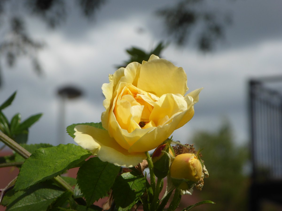 littlemore20's tweet image. One of my favourite photographs to mark #WorldPhotographyDay