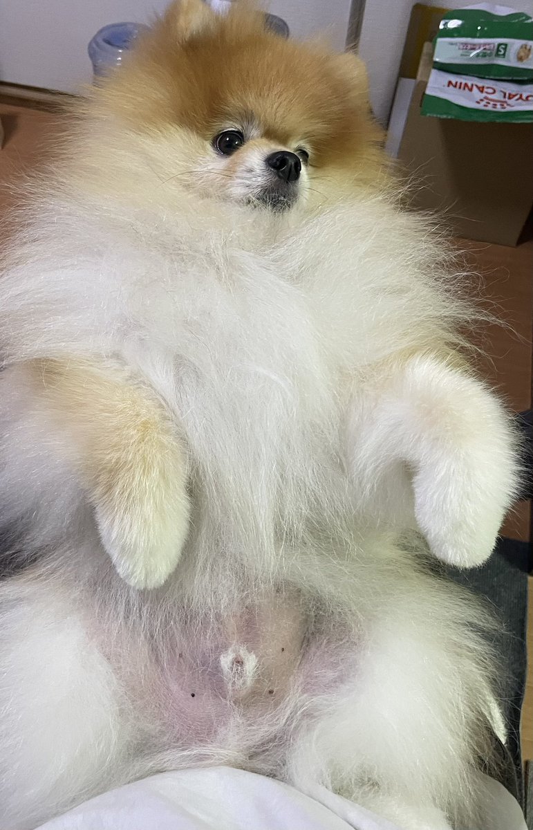 橘紫夕@でかポメ&ちびポメ (@tachibana_shiu) / X