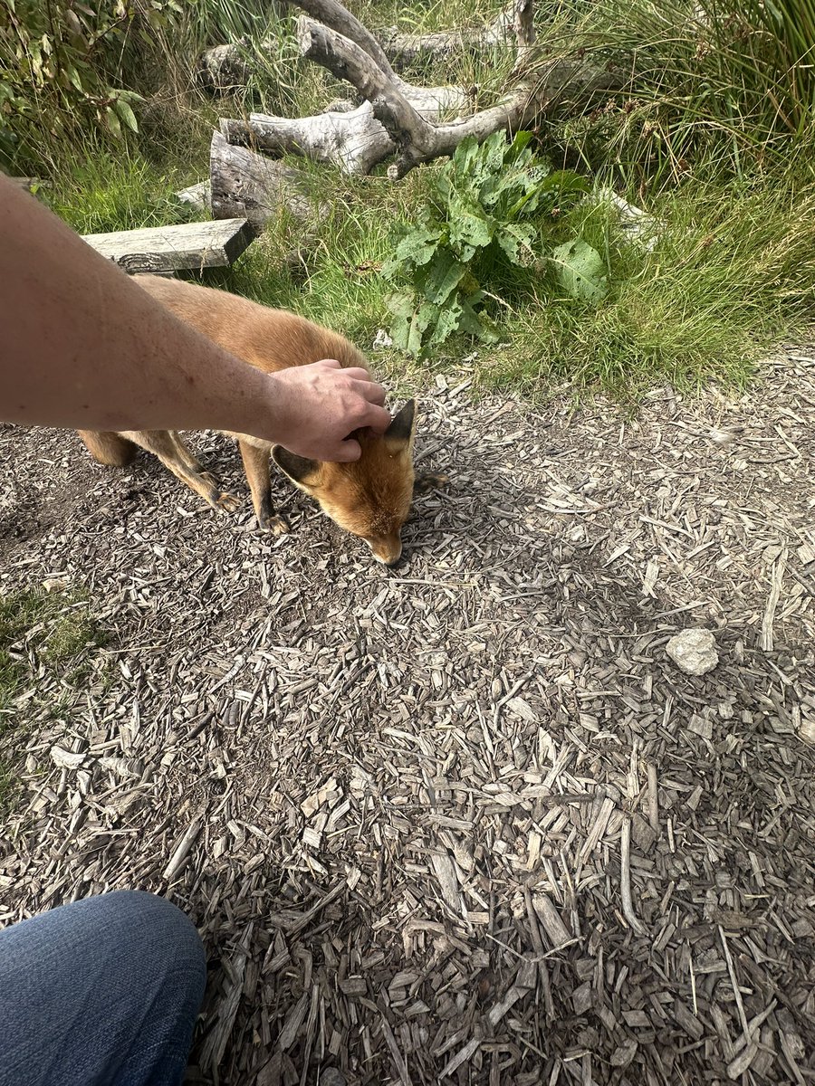 Am such a happy happy foxxo! Got to get up and close with the fox and gave it head and ear rubs!! One of the best experiences ever!! The fox was so soft and floofy!! Wanted to take it home! With <a href="/SeventhVoids/">SeventhVoid</a>