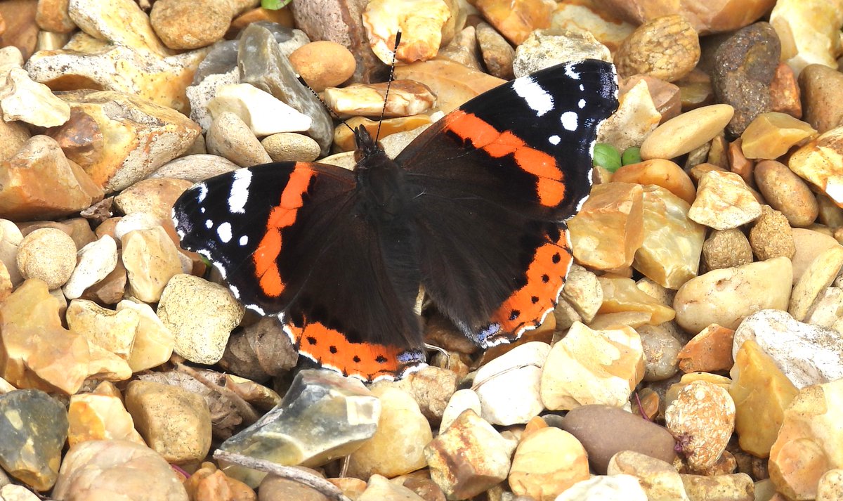 There are some birds that you can't help but get excited by no matter how many times you see them and I saw 2 of them on this mornings walk, a Red Kite and a Kingfisher. Other highlights this morning Great Crested Grebes, GSWoodpeckers, a Hare and a lovely fresh Red Admiral.