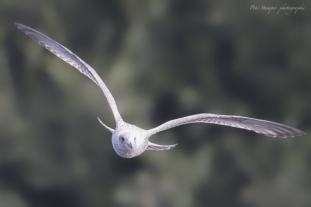 Young gull coming for me! <a href="/WWTSlimbridge/">WWT Slimbridge</a> <a href="/Natures_Voice/">RSPB</a> <a href="/GlosBirds/">Glos Bird News</a>