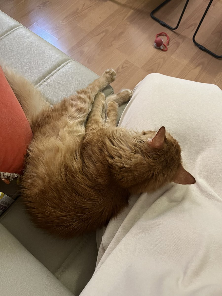 aslan simba tweet media