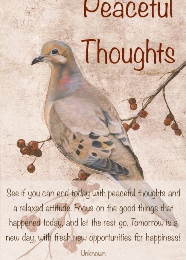 #citation 🕊⏳️🎁
 Chaque lever du soleil 🎁
L’essentiel ,le présent 💝