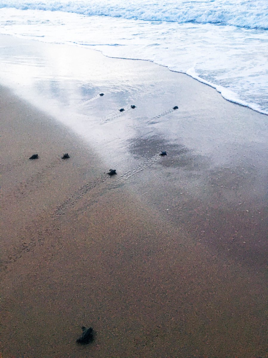 #21Ago2025 En el censo diurno de ayer se registró un desove de tortuga Carey en #Querepare. #tbt 📷 <a href="/amorenunlienzo/">Michelle Gómez</a> #2025tortugasdeparia #seaturtles 🐢❤️🐢🇻🇪