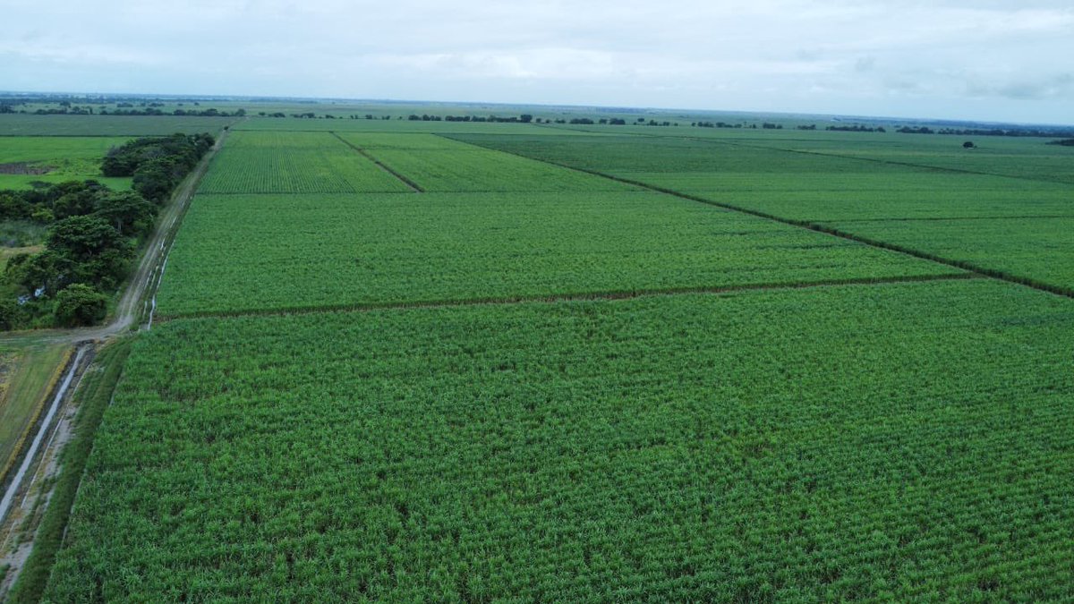 Así se ven los campos que nos inspiran cada día. Detrás de esta imponente vista, hay un trabajo constante, la dedicación de nuestros cañicultores y un compromiso con el crecimiento de nuestro sector

Aquí, en cada hectárea, se cultiva la energía que impulsa el futuro 🇻🇪💚