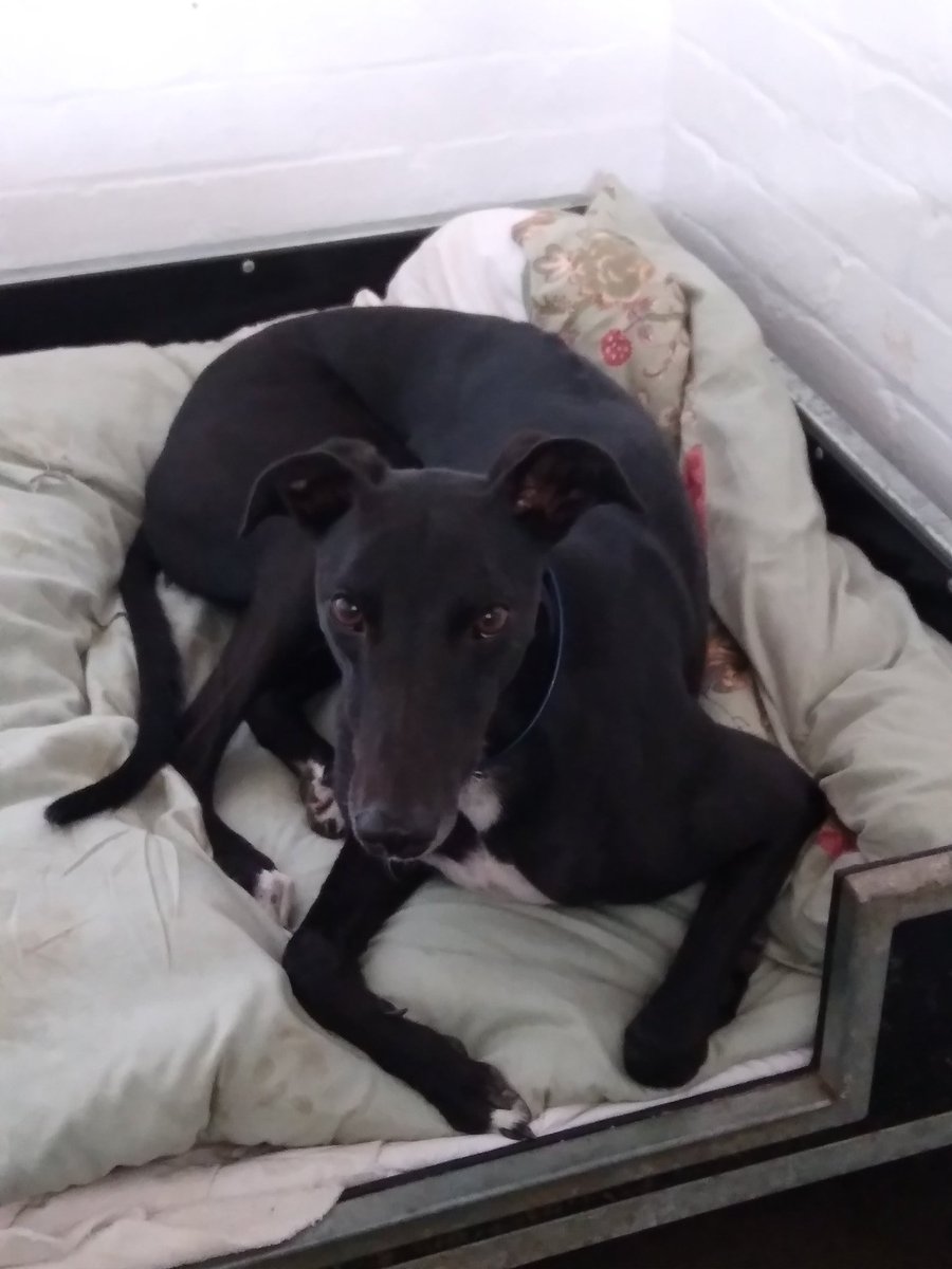 Our longest stay, Clive, would like to thank everyone for their gifts. It is so kind of you to think of us.  Thank you to Tony for the framed pictures...and Sarah and everyone at Chews.  Clive would also really love a home.
To adopt him, email wkretiredgreyhounds@gmail.com
