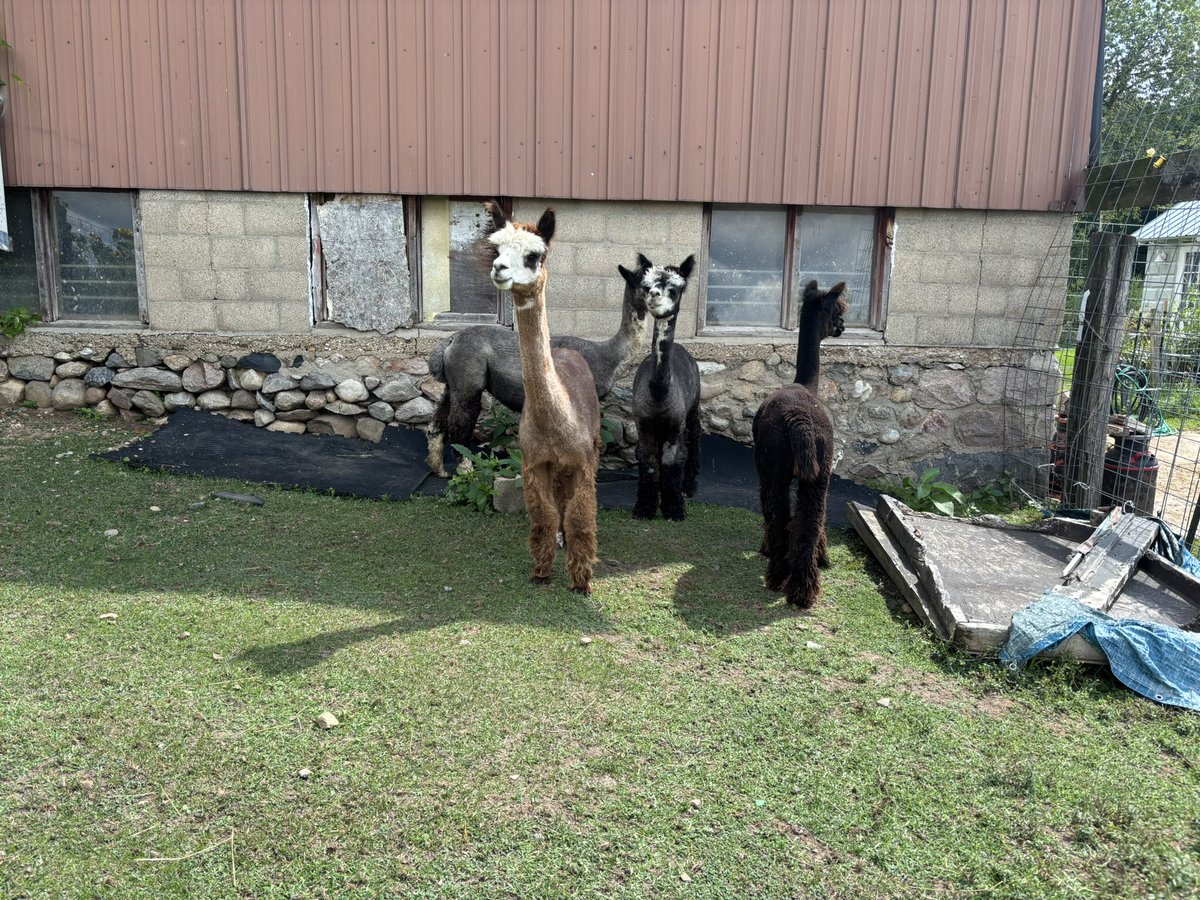 Alpaca_irl's tweet photo. You can officially find $ALPACA on @JupiterExchange @okx and @MEXC_Official!!

For hyper links, visit our website 
https://t.co/gMil3Pkcej https://t.co/yOeWBVfekL