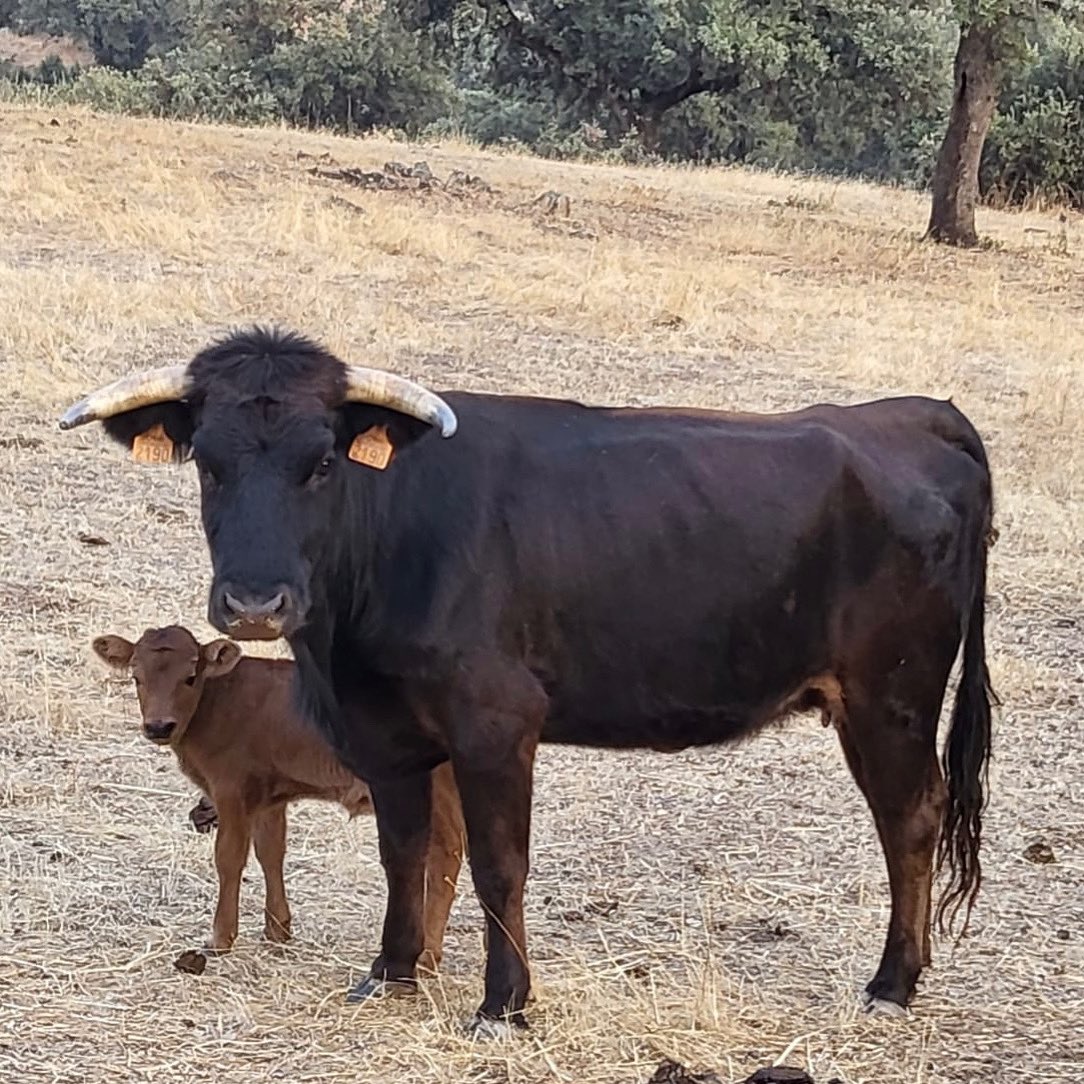 Ganadería Valdelapeña tweet media