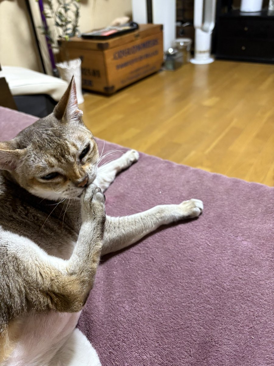kada_s_follower's tweet photo. オカルン、パワーアップ。
思ったより音楽家が早く終わった。
#猫 #シンガプーラ #アニメ #ダンダダン https://t.co/uqxxAwzOEq