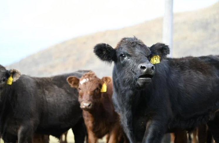 feedlotmagazine's tweet photo. #Calves fed #hay gained faster in the first 30 days of the #preconditioning period, but much slower in the second 30 days than calves fed #baleage or #pasture. Over the entire 60 days, calves fed hay gained less than calves fed baleage or pasture.
https://t.co/o9dkd8yvbB https://t.co/NOLEwDMeF3