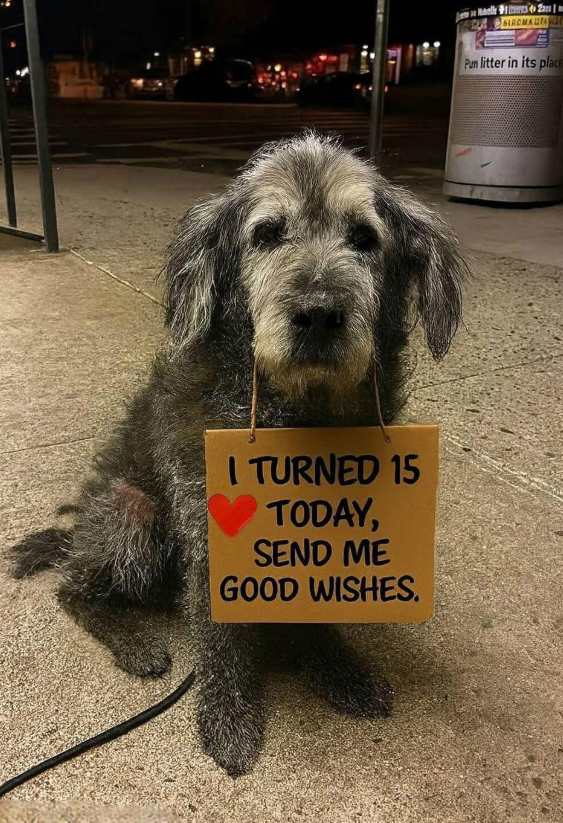 Best in Dogs tweet media