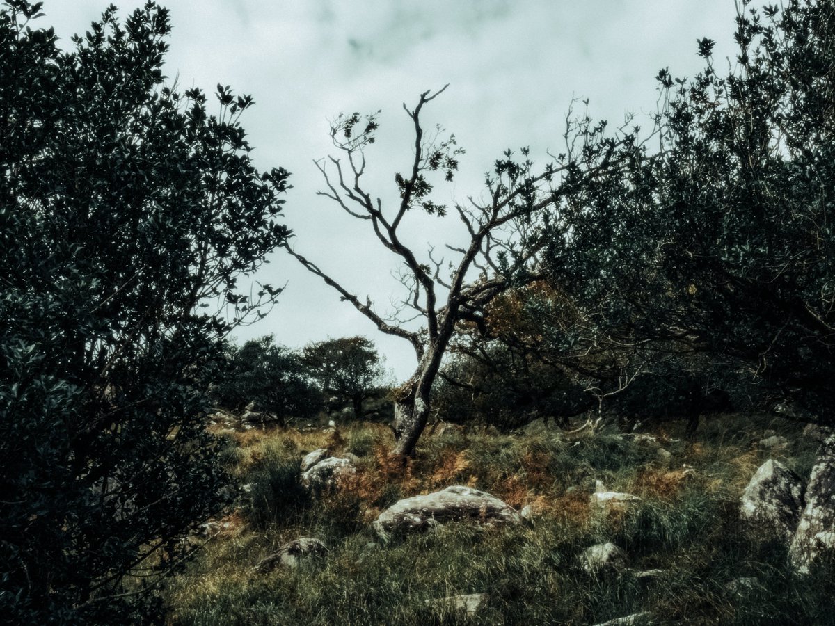artofseanmurphy's tweet photo. The Rugged Landscape of Mythology https://t.co/THzx70Kpsj