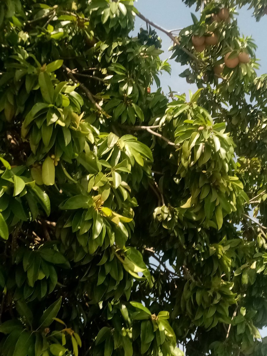 Momon, no es sólo "Training Personal", lle estoy enseñando "Maroteo"
#AtalaProducción
🤗Hay que compartir vecinos , me dan mangos , aguacates, guayabas,. Éso es vivir