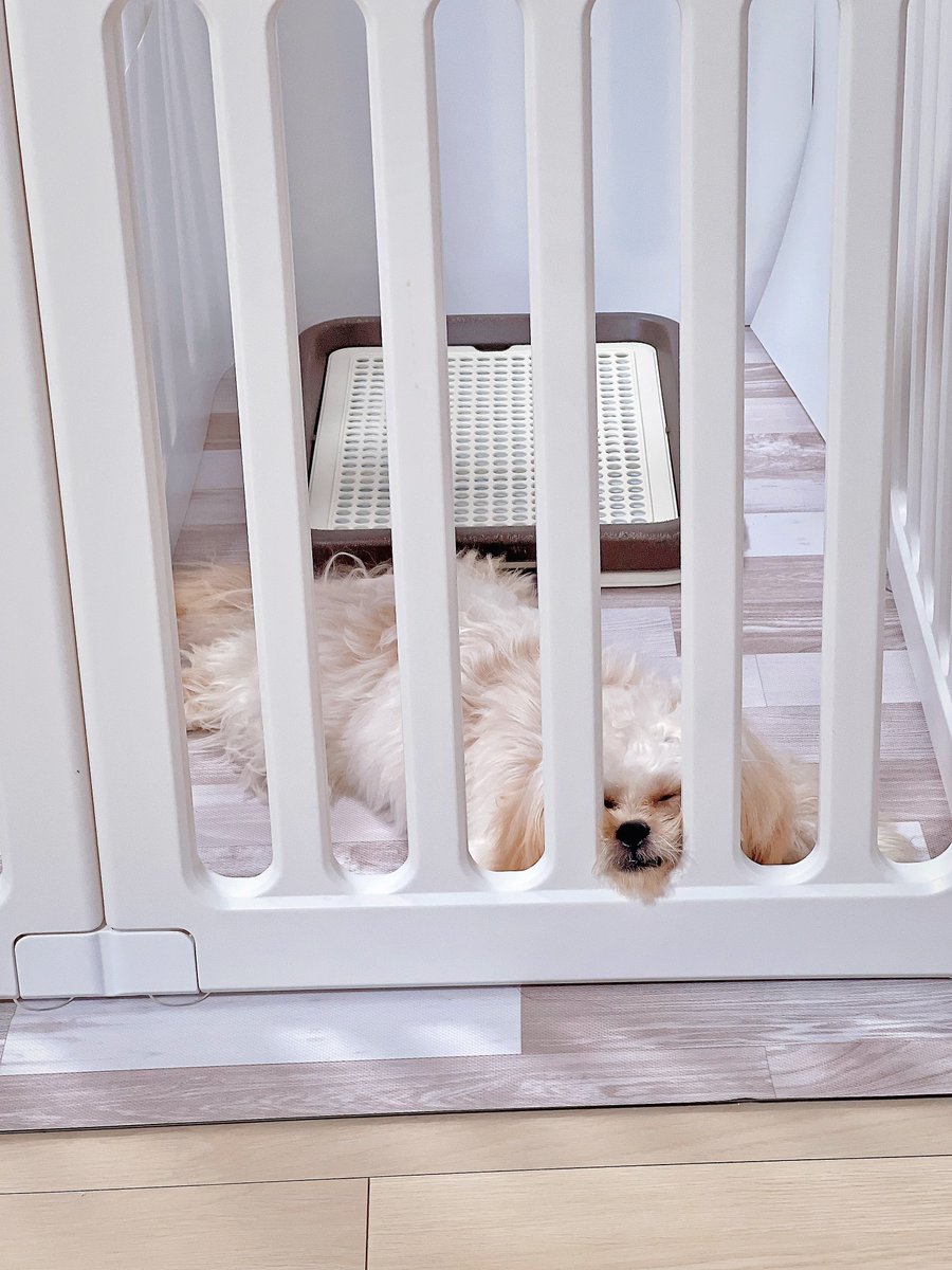 🐶「あしょんd……」💤💭