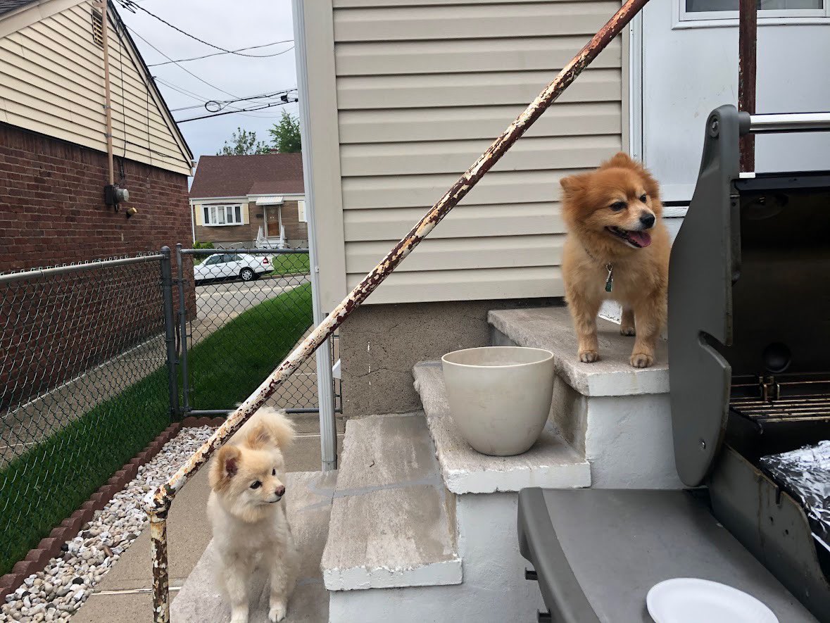 Lobo’s cousin, Buddy, passed away. He was such a good doggy. And such a good cousin to Lobo. Going to miss him  and their ridiculous play fighting 😭😭😭😭dogs should be immortal I can’t deal with this