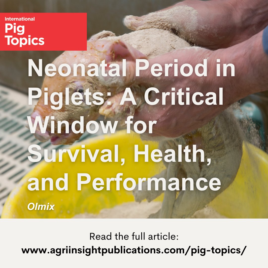 The neonatal period is a critical window for piglet survival, health and performance. Early care and nutrition can shape long-term outcomes. 

Read this informative article by <a href="/olmixgroup/">Olmix Group</a> published in International Pig Topics (40.4): agriinsight.link/IPT_40_4_Olmix

#piglethealth