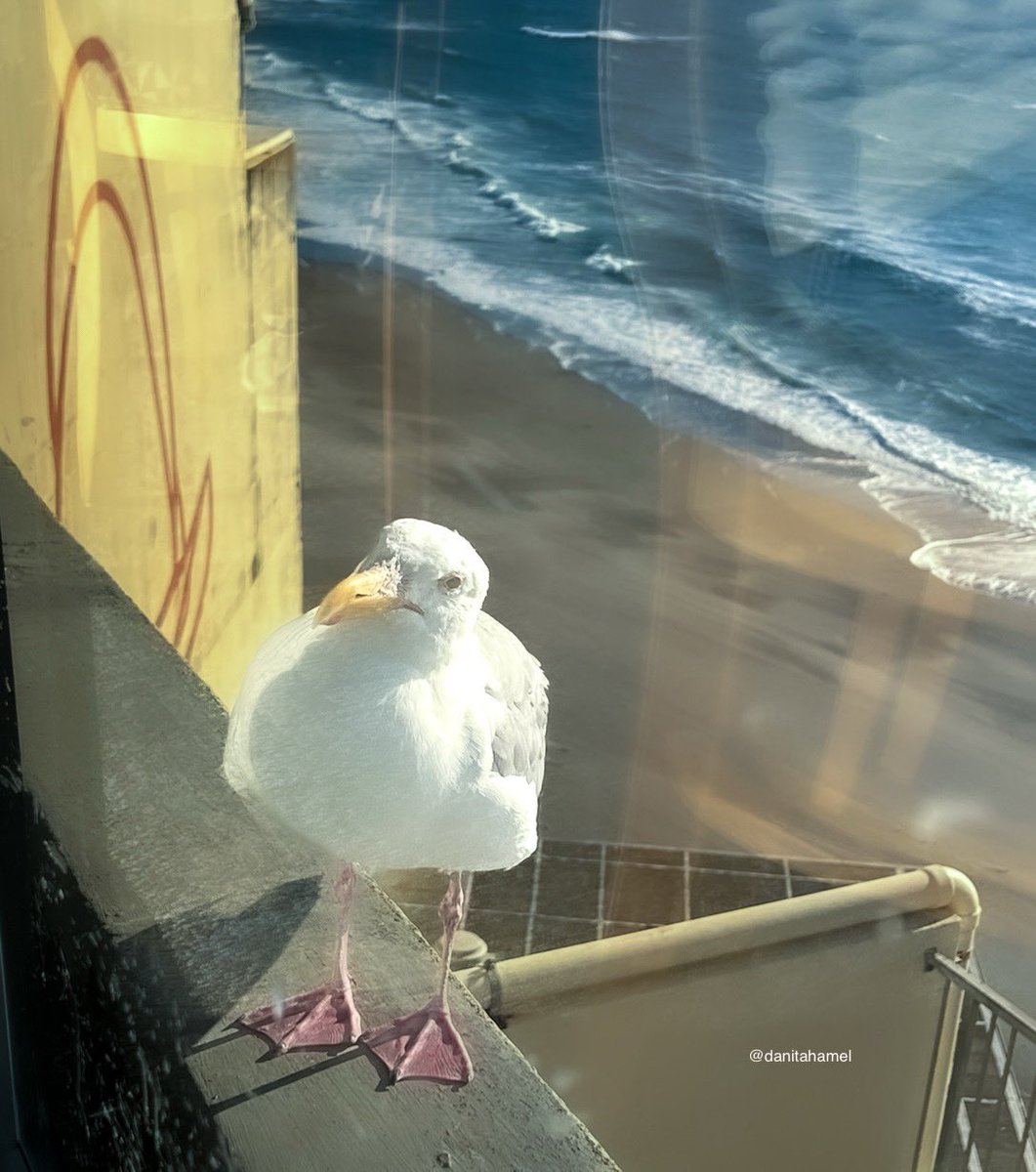 danitahamel's tweet image. Good morning and happy Thursday!🫖☕️👋🏻😃

Today’s photo theme is: Through the window. 🪟🐦🌊
#ThroughTheWindow